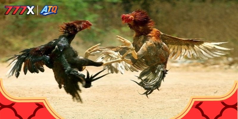 Cách chọn gà thi đấu sao cho hiệu quả