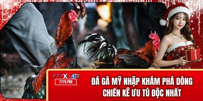 Đá Gà Mỹ Nhập - Khám Phá Dòng Chiến Kê Ưu Tú Độc Nhất