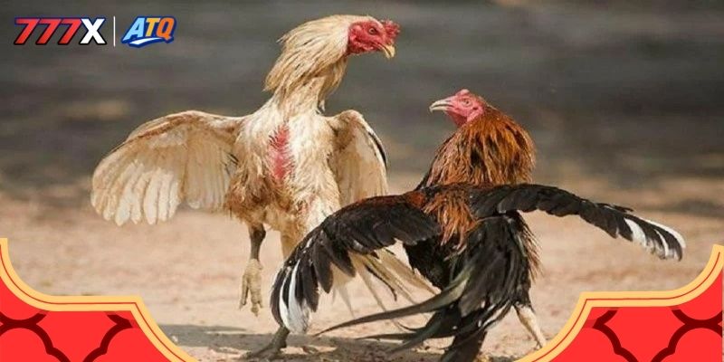 Đá gà thomo được yêu thích bởi các ưu điểm