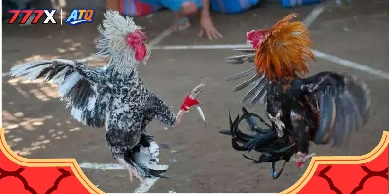 Giải thích về cược gà online