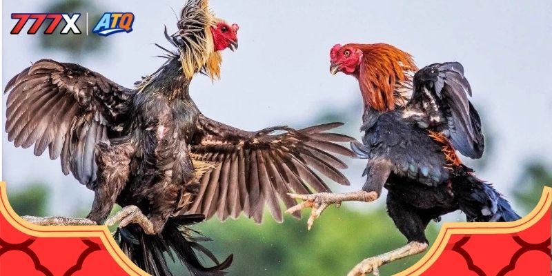 Giới thiệu chung về nền tảng đá gà 777x