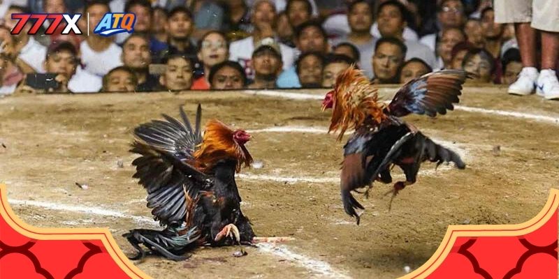 Quy định bảo mật và an toàn khi tham gia đá gà 777x