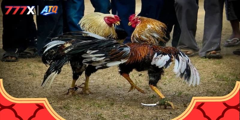 Tổng hợp những thể loại đá gà gay cấn nhất 