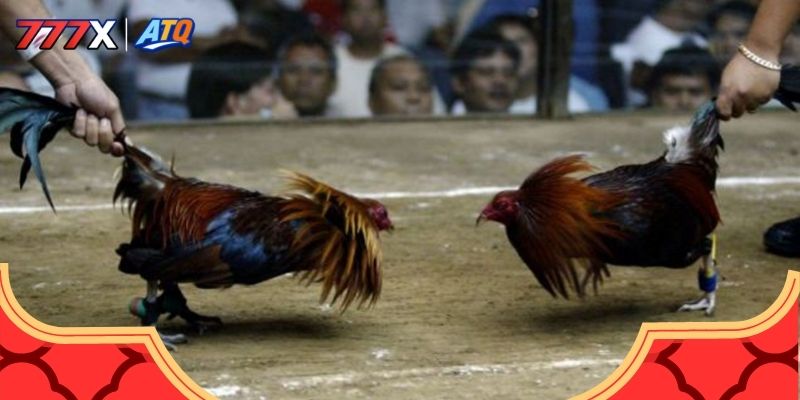 Vài nét cơ bản về đá gà thomo hôm nay